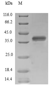 Greater than 90% as determined by SDS-PAGE.