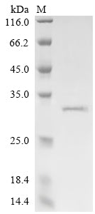 Greater than 85% as determined by SDS-PAGE.Recombinant Bovine Synaptic Vesicle Glycoprotein 2A (SV2A) Protein (His&Myc)