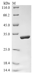 Greater than 90% as determined by SDS-PAGE.Recombinant Rat Synapsin-1 (SYN1) Protein (His)