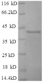 Greater than 90% as determined by SDS-PAGE.Recombinant Human Synaptotagmin-1 (SYT1) Protein (His)