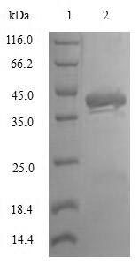 Greater than 90% as determined by SDS-PAGE.