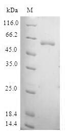 Greater than 90% as determined by SDS-PAGE.Recombinant Human Taf5-Like Rna Polymerase Ii P300/Cbp-Associated Factor-Associated Factor 65 Kda Subunit 5L (TAF5L) Protein (GST)
