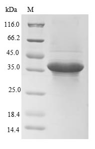 Greater than 90% as determined by SDS-PAGE.