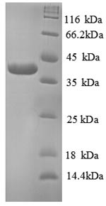 Greater than 90% as determined by SDS-PAGE.