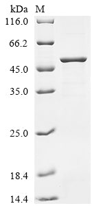 Greater than 85% as determined by SDS-PAGE.Recombinant Human Tapasin (TAPBP) Protein (His&Myc)
