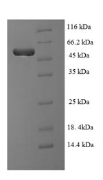 Greater than 90% as determined by SDS-PAGE.