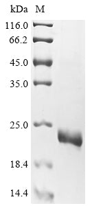 Greater than 85% as determined by SDS-PAGE.Recombinant Human Tar Dna-Binding Protein 43 (TARDBP) Protein (His)