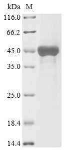 Greater than 85% as determined by SDS-PAGE.Recombinant Human Tar Dna-Binding Protein 43 (TARDBP)