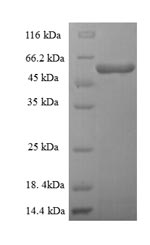 Greater than 90% as determined by SDS-PAGE.Recombinant Human Threonine--Trna Ligase, Mitochondrial (TARS2) Protein (His-SUMO)