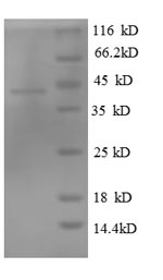 Greater than 90% as determined by SDS-PAGE.