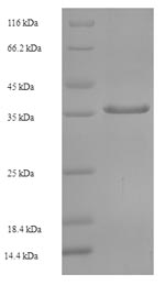 Greater than 90% as determined by SDS-PAGE.