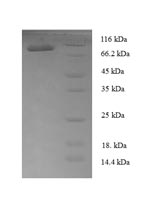 Greater than 90% as determined by SDS-PAGE.