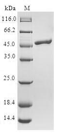 Greater than 90% as determined by SDS-PAGE.Recombinant Human Telethonin (TCAP) Protein (GST)