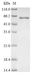 Greater than 85% as determined by SDS-PAGE.