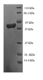 Greater than 90% as determined by SDS-PAGE.