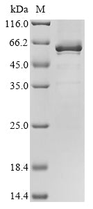 Greater than 85% as determined by SDS-PAGE.Recombinant Human Transcription Factor 7 (TCF7) Protein (His&Myc)