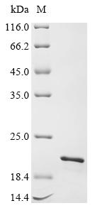 Greater than 85% as determined by SDS-PAGE.Recombinant Human Trichohyalin (TCHH) Protein (His&Myc)