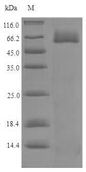 Greater than 90% as determined by SDS-PAGE.