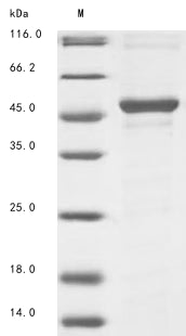 Greater than 85% as determined by SDS-PAGE.