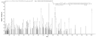 Based on the SEQUEST from database of E.coli host and target protein, the LC-MS/MS Analysis result of this product could indicate that this peptide derived from E.coli-expressed Homo sapiens (Human) TEAD1.Recombinant Human Transcriptional Enhancer Factor Tef-1 (TEAD1) Protein (His)