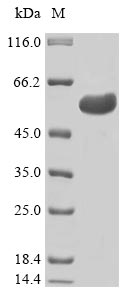 Greater than 85% as determined by SDS-PAGE.Recombinant Human Transcriptional Enhancer Factor Tef-1 (TEAD1) Protein (His)