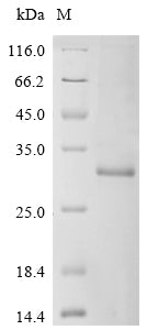Greater than 85% as determined by SDS-PAGE.Recombinant Human Transcriptional Enhancer Factor Tef-1 (TEAD1) Protein (His)