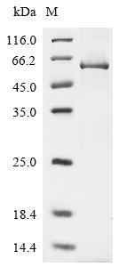 Greater than 85% as determined by SDS-PAGE.Recombinant Human Transcriptional Enhancer Factor Tef-1 (TEAD1) Protein (His)