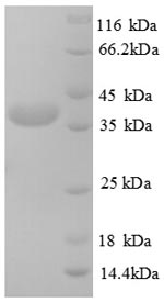Greater than 90% as determined by SDS-PAGE.