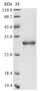 Greater than 90% as determined by SDS-PAGE.Recombinant Human Transcription Factor A, Mitochondrial (TFAM) Protein (His)
