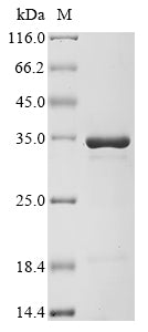 Greater than 90% as determined by SDS-PAGE.Recombinant Mouse Transcription Factor A, Mitochondrial (TFAM) Protein (His&Myc)
