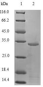 Greater than 90% as determined by SDS-PAGE.Recombinant Human Trefoil Factor 1 (TFF1) Protein (GST)