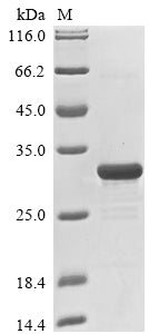 Greater than 85% as determined by SDS-PAGE.Recombinant Human Trefoil Factor 3 (TFF3) Protein (GST)