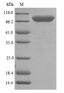 Greater than 85% as determined by SDS-PAGE.Recombinant Rat Transferrin Receptor Protein 2 (TFR2) Protein (His&Myc)