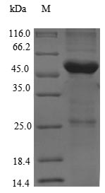 Greater than 90% as determined by SDS-PAGE.Recombinant Rat Thyroglobulin (TG) Protein (His-SUMO)