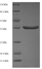 Greater than 90% as determined by SDS-PAGE.