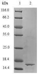 Greater than 90% as determined by SDS-PAGE.Recombinant Bovine Transforming Growth Factor Beta-1 Proprotein (TGFB1) Protein (His)