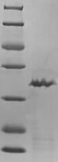 Greater than 90% as determined by SDS-PAGE.Recombinant Chicken Transforming Growth Factor Beta-1 Proprotein (TGFB1) Protein (His-SUMO)