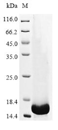 Greater than 85% as determined by SDS-PAGE.