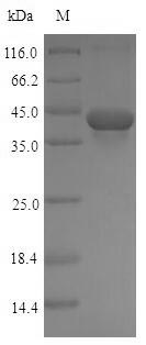 Greater than 90% as determined by SDS-PAGE.Recombinant Rat Transforming Growth Factor Beta-1 Proprotein (TGFB1) Protein (His-SUMO)