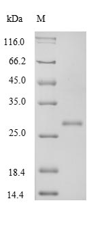 Greater than 90% as determined by SDS-PAGE.Recombinant Rat Transforming Growth Factor Beta-1 Proprotein (TGFB1)