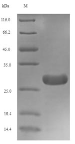Greater than 90% as determined by SDS-PAGE.