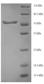 Greater than 90% as determined by SDS-PAGE.