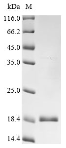 Greater than 90% as determined by SDS-PAGE.Recombinant Human Tgf-Beta Receptor Type-1 (TGFBR1) Protein (His&Myc)