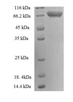 Greater than 90% as determined by SDS-PAGE.Recombinant Human Protein-Glutamine Gamma-Glutamyltransferase 2 (TGM2) Protein (His-SUMO)