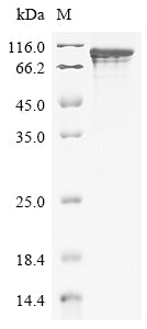 Greater than 85% as determined by SDS-PAGE.
