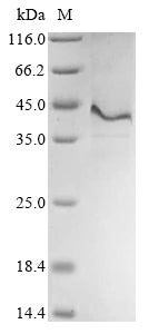 Greater than 90% as determined by SDS-PAGE.Recombinant Human Thrombomodulin (THBD) Protein (His-KSI)
