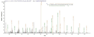 Based on the SEQUEST from database of E.coli host and target protein, the LC-MS/MS Analysis result of this product could indicate that this peptide derived from E.coli-expressed Mus musculus (Mouse) Thbs2.Recombinant Mouse Thrombospondin-2 (THBS2) Protein (His)