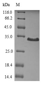 Greater than 85% as determined by SDS-PAGE.