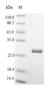 Greater than 90% as determined by SDS-PAGE.Recombinant Mouse Thy-1 Membrane Glycoprotein (THY1) Protein (His-SUMO)