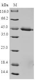 Greater than 90% as determined by SDS-PAGE.Recombinant Human Mitochondrial Import Inner Membrane Translocase Subunit Tim17-A (TIMM17A) Protein (GST)
